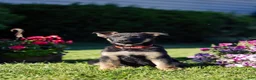 German Shepherd dogs for sale: Mario - Ad 3