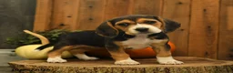 Beagle dogs for sale: Snickers - Ad 2