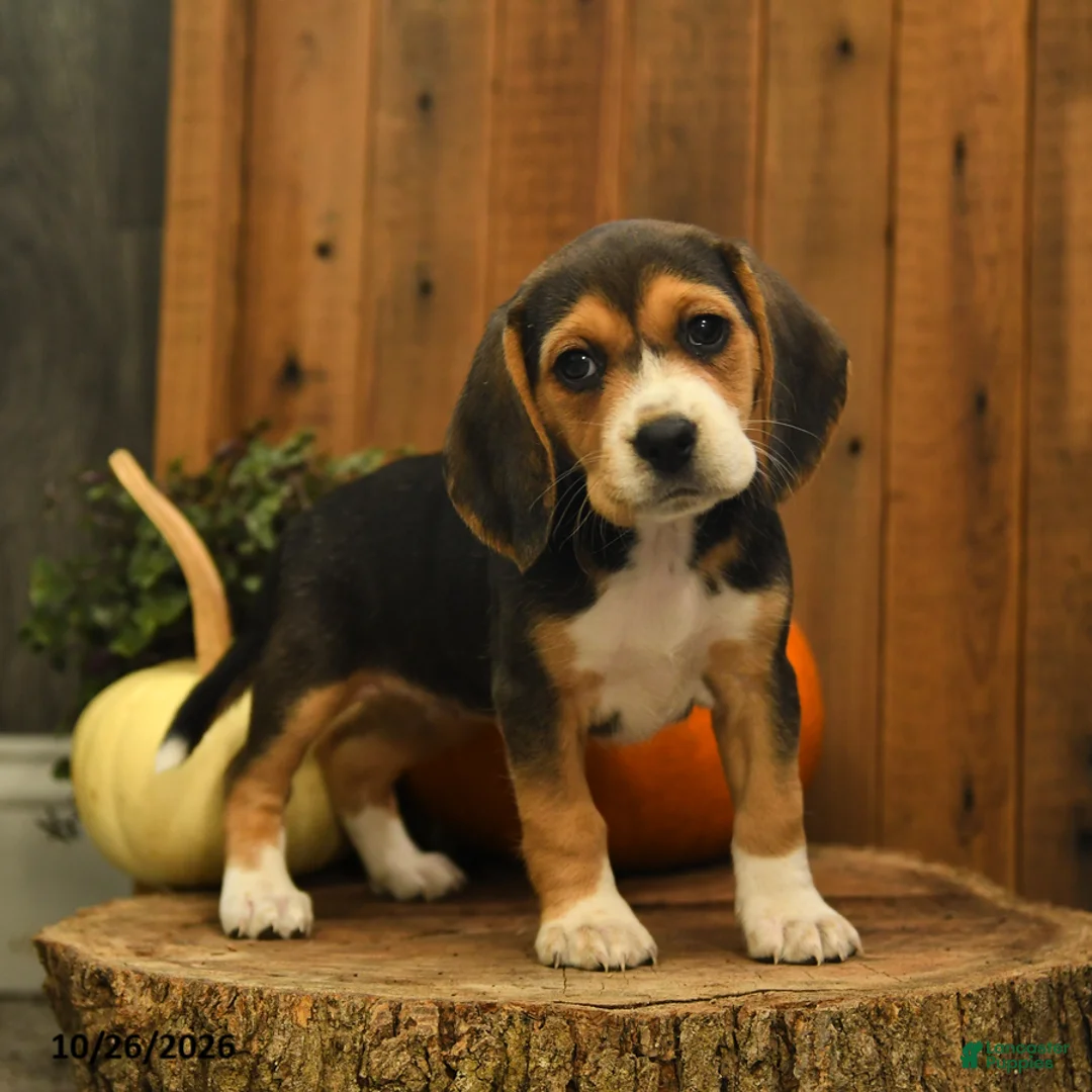 Beagle dogs for sale: Snickers - Ad 2