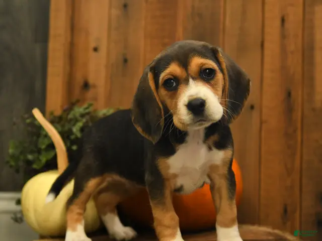 Beagle dogs for sale: Snickers - Ad 2