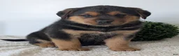Mixed Breed dogs for sale: Finn - Ad 3