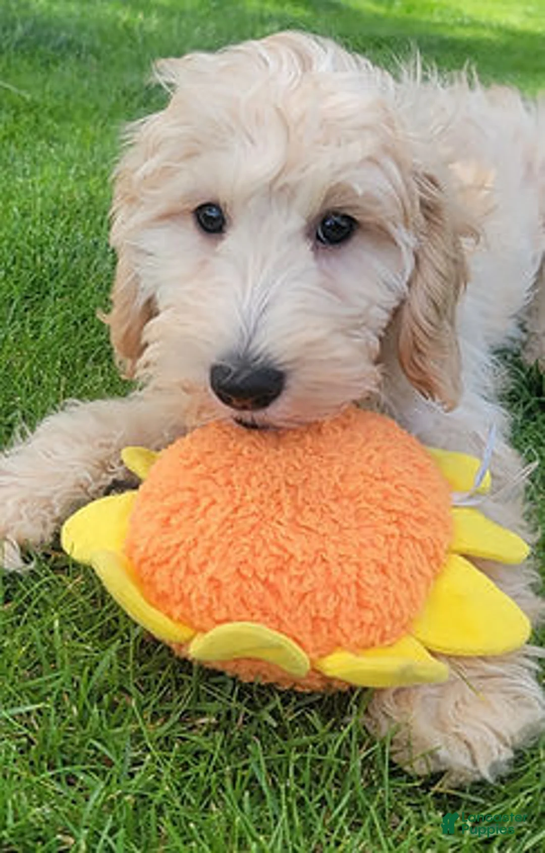Mini Goldendoodle dogs for sale: Violent Female - Ad 1