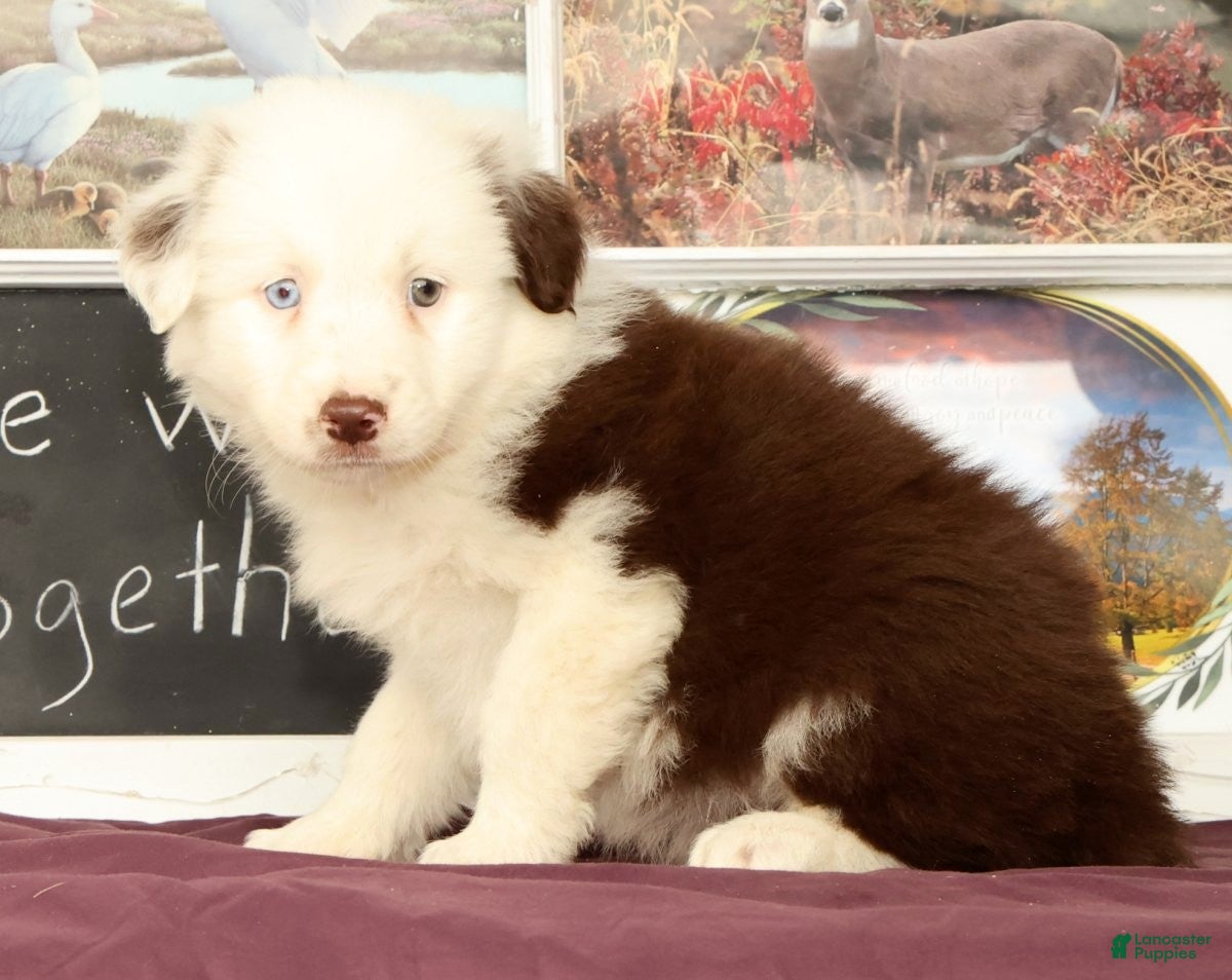 Miniature Australian Shepherd dogs Shep - Ad 2