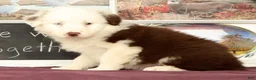 Miniature Australian Shepherd dogs for sale: Shep - Ad 2