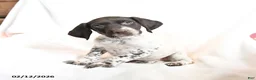 German Shorthaired Pointer dogs for sale: Raisin - Ad 4