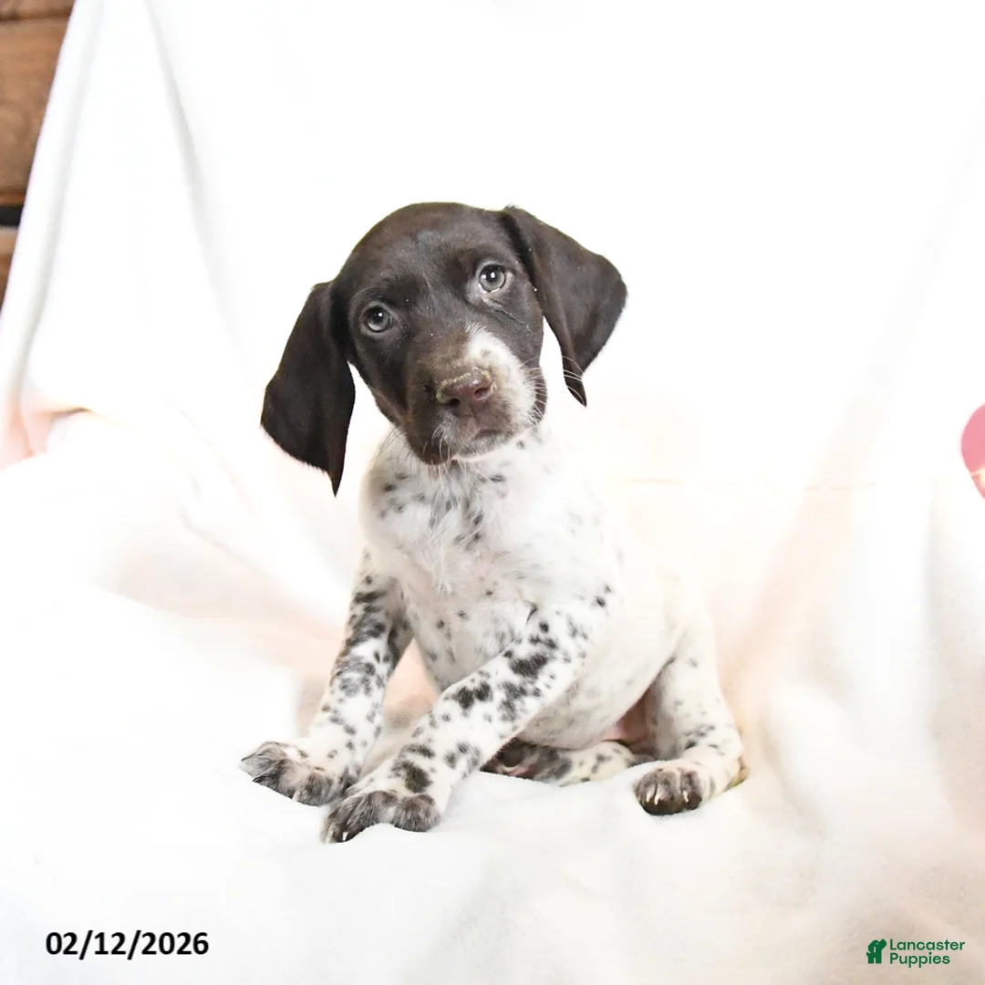 German Shorthaired Pointer dogs for sale: Raisin - Ad 4