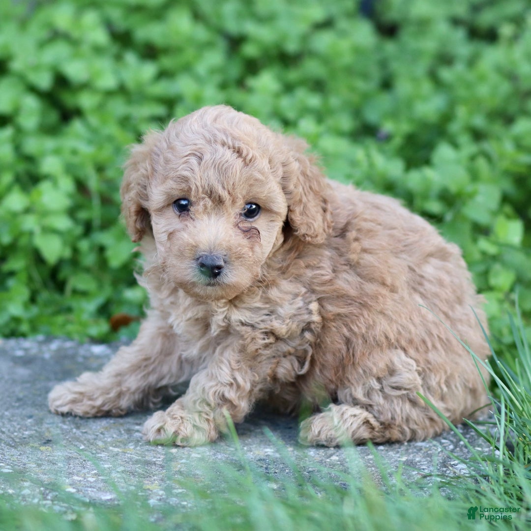 Toy Poodle dogs for sale: Baxter - Ad 2