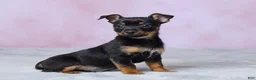 Chihuahua dogs for sale: Trixie - Ad 3