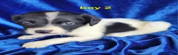 Brittany Spaniel dogs for sale: French Brittany boy 2 - Ad 2