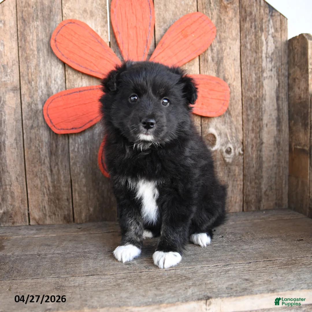 Mixed Breed dogs for sale: Molasses - Ad 2