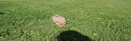 Shiba Inu dogs for sale: Scarf  - Ad 9