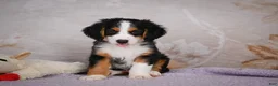 Mini Bernedoodle dogs for sale: Ben - Ad 7