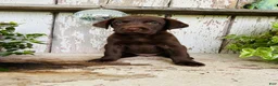Labrador Retriever dogs for sale: Flora - Ad 3