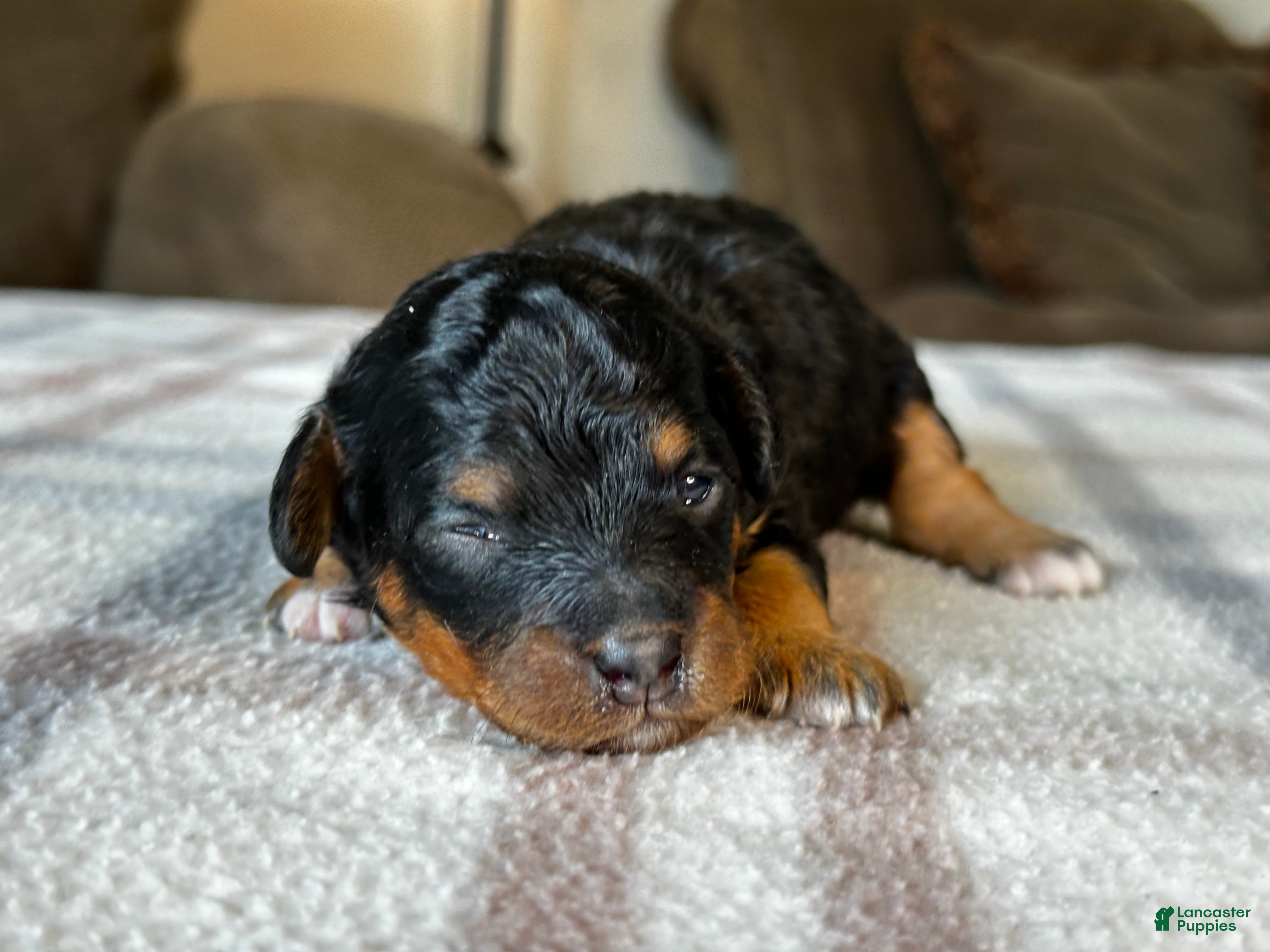 Mixed Breed dogs Black & Tan Micro Bernedoodle - Ad 1