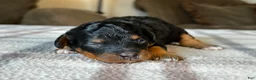 Mixed Breed dogs for sale: Black & Tan Micro Bernedoodle - Ad 2
