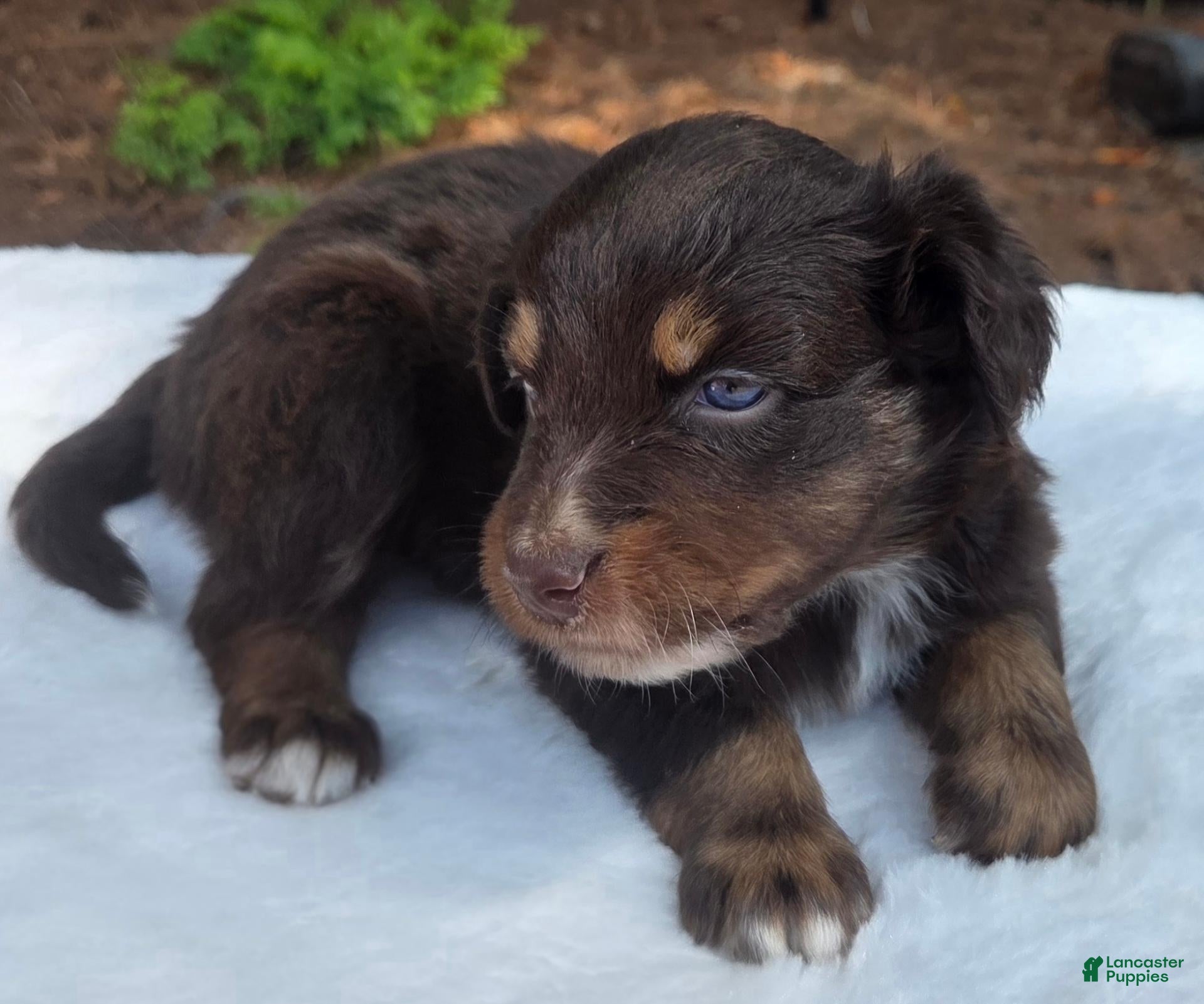 Australian Shepherd dogs Siri - Ad 2
