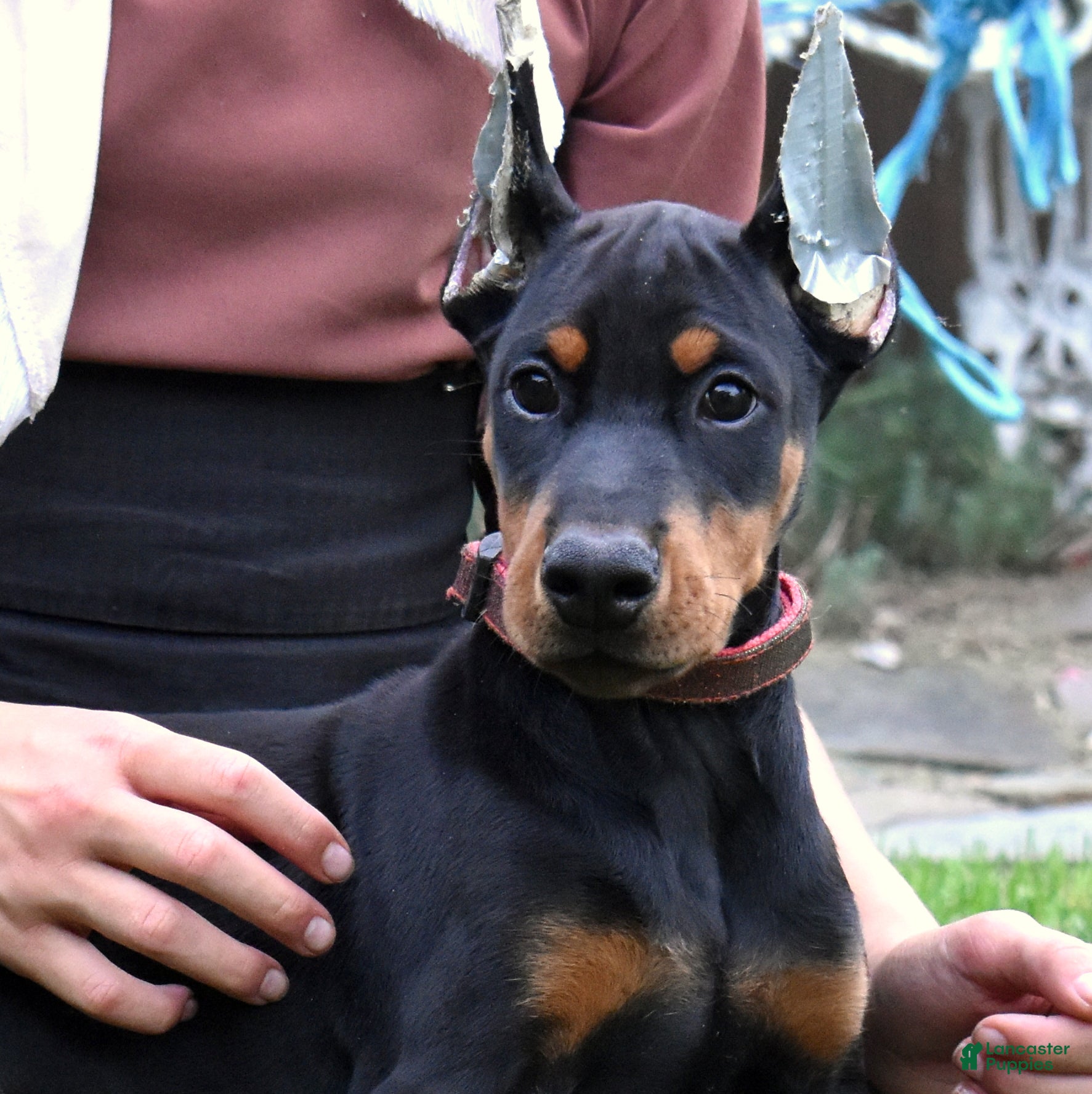 Doberman Pinscher dogs Skye - Ad 1