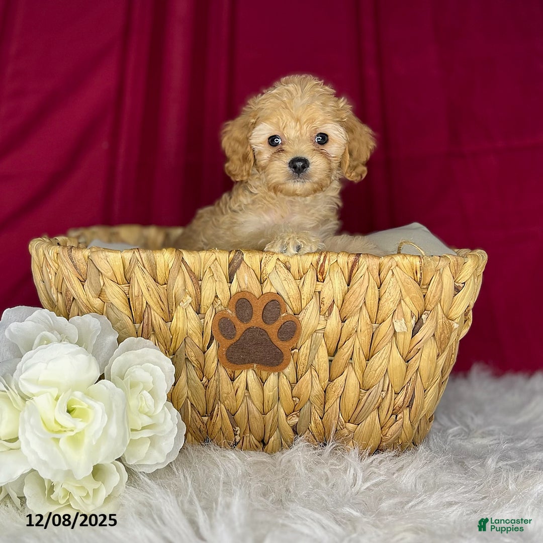 Cavapoochon dogs for sale: Shirley - Ad 4