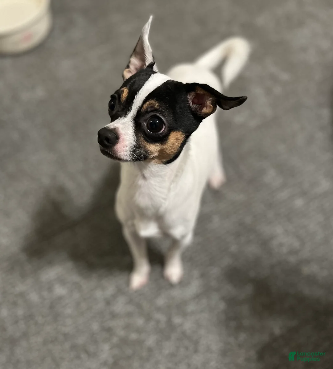 Chiweenie dogs for sale: Chiweenie Puppy 1 - Ad 3