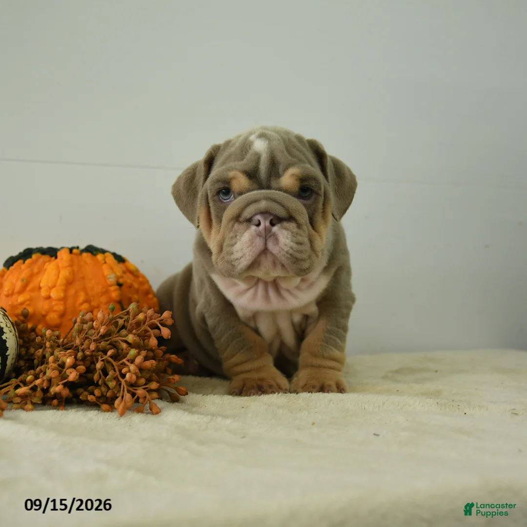 English Bulldog dogs for sale: Dexter - Ad 1