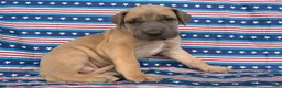 Great Dane dogs for sale: Peter Great Dane  - Ad 7