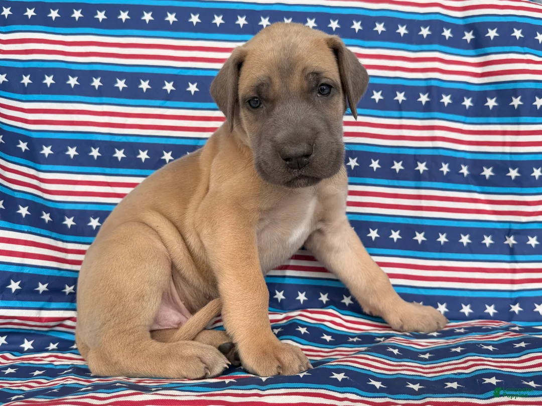 Great Dane dogs for sale: Peter Great Dane  - Ad 7