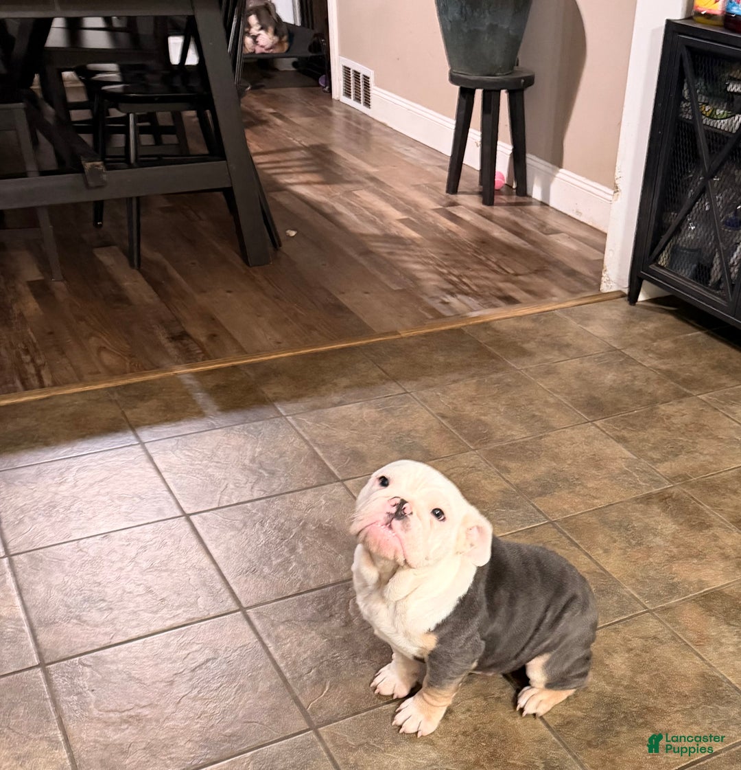 English Bulldog dogs for sale: Banksy - Ad 15