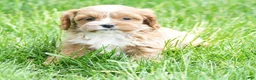 Cavapoo dogs for sale: Nolan - Ad 6