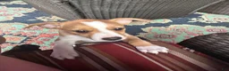 Rat Terrier dogs for sale: Thomas - Ad 15