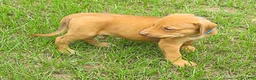 Rhodesian Ridgeback dogs for sale: Rhodesian Ridgeback 2 - Ad 3