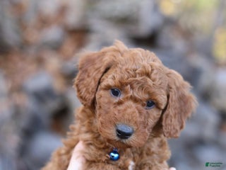 Mini Goldendoodle dogs - Ad 28