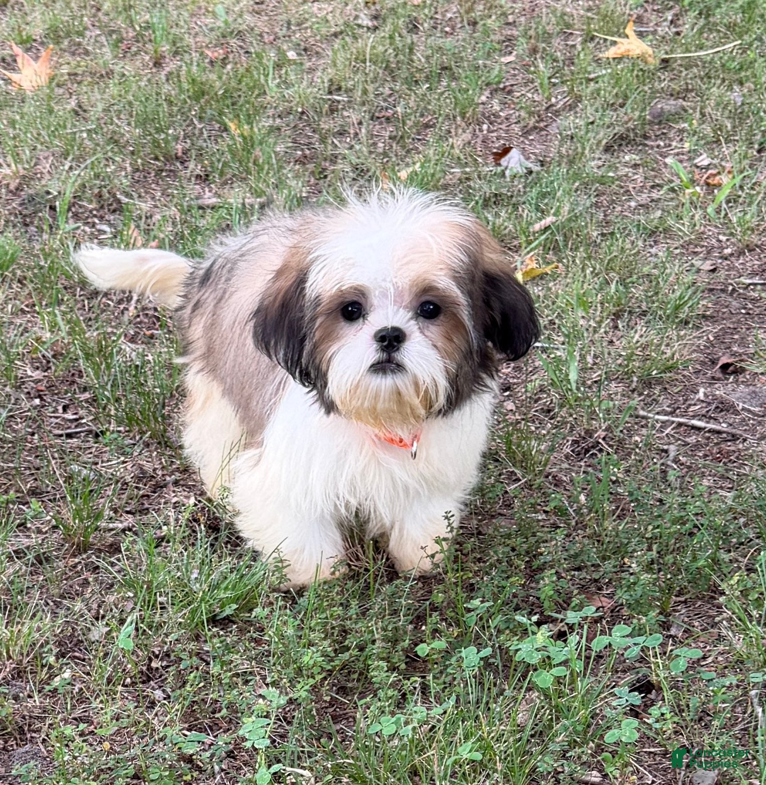 Shih Tzu dogs Prince - Ad 2