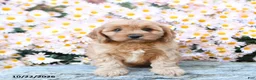 Cavapoo dogs for sale: Tucker - Ad 3