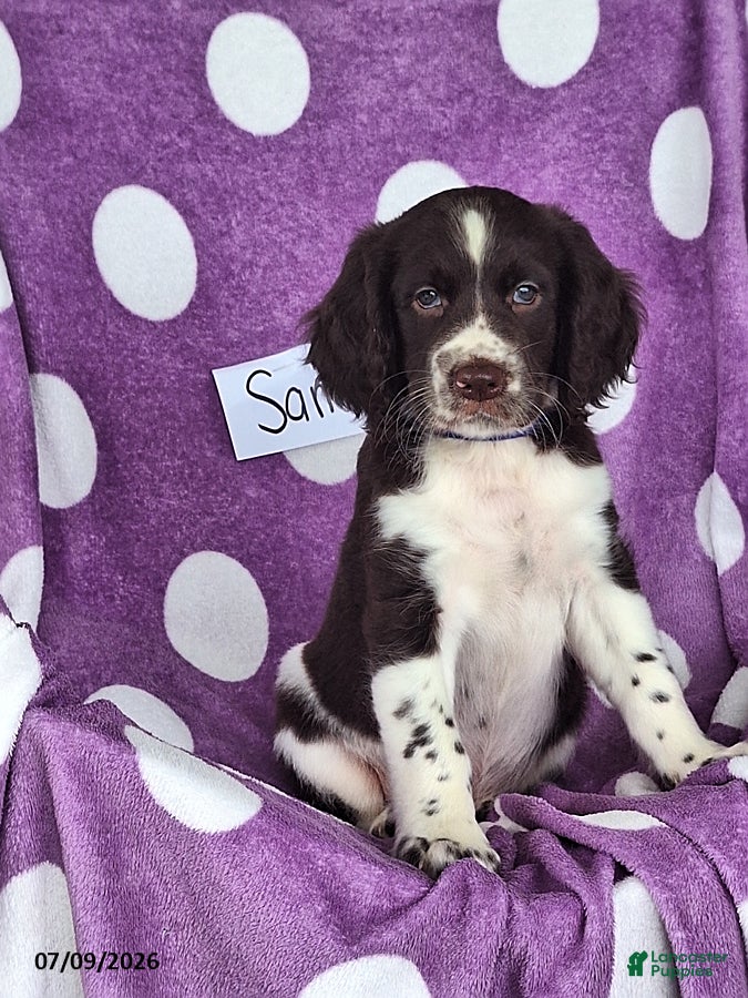 English Springer Spaniel dogs Sam - Ad 1