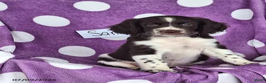 Sam