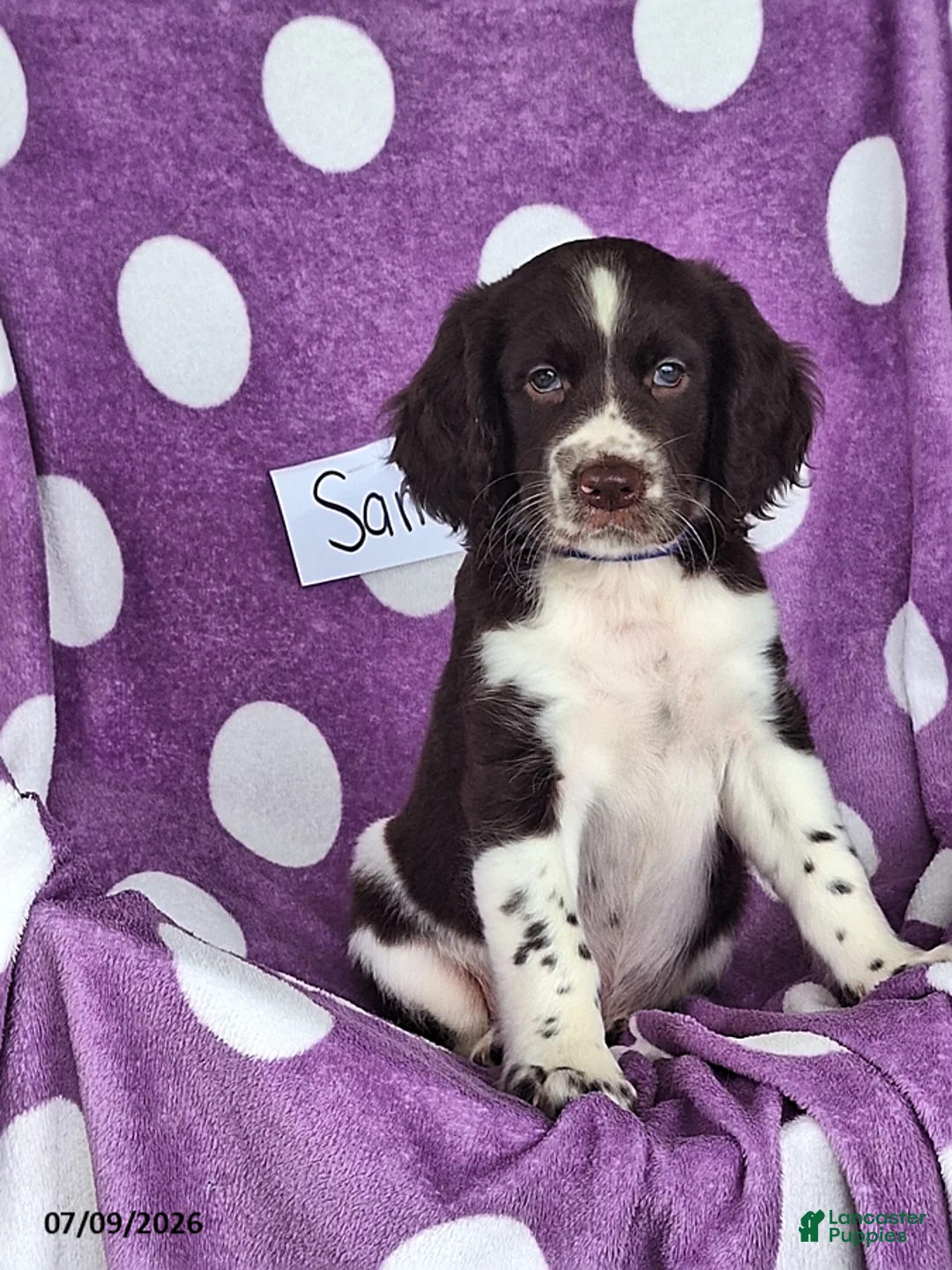 English Springer Spaniel dogs for sale: Sam - Ad 1