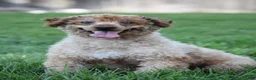 Miniature Poodle dogs for sale: Blake - Ad 9
