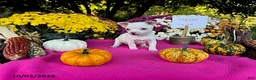 Chihuahua dogs for sale: Trevor - Ad 3