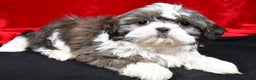 Shih Tzu dogs for sale: Darcey - Ad 4