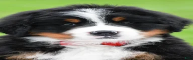 Ranger