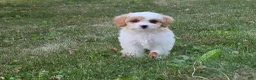 Cavapoo dogs for sale: Clove  - Ad 3