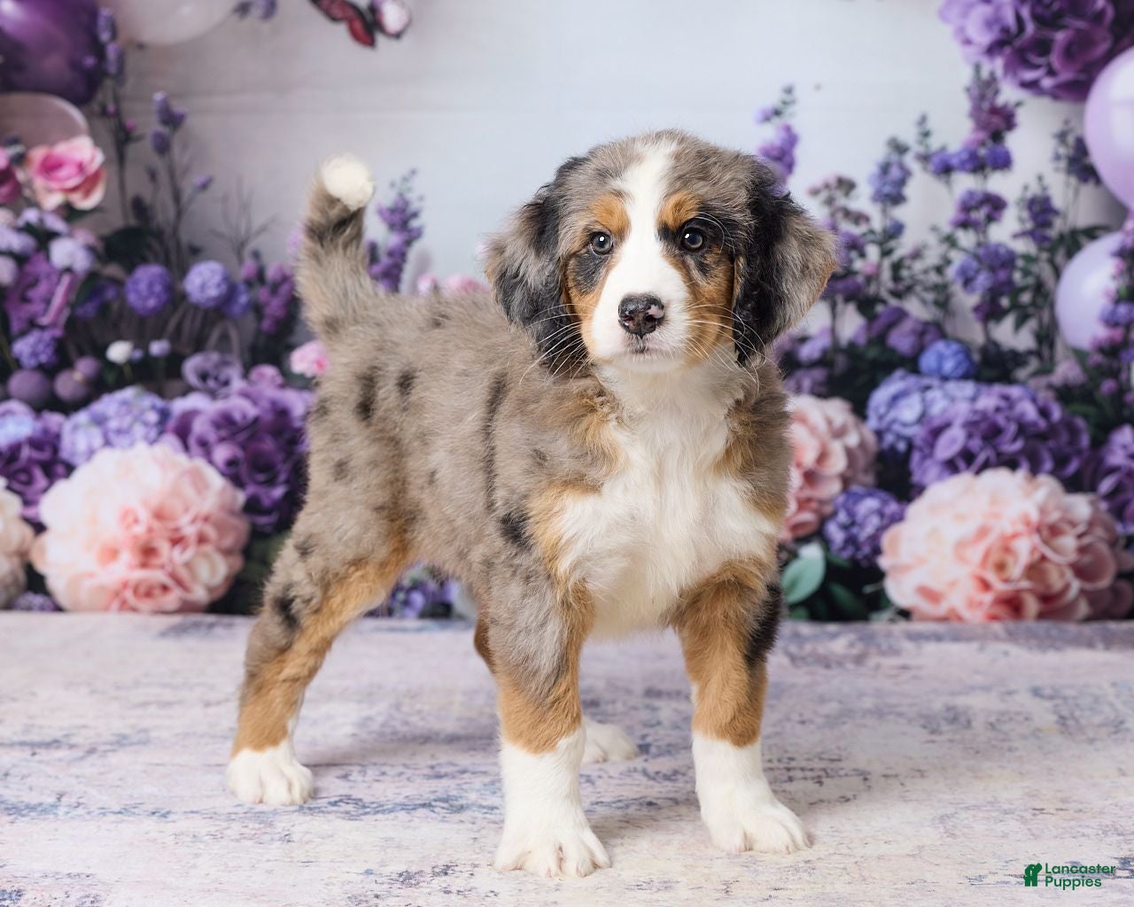 Bernedoodle dogs Lexy - Ad 1