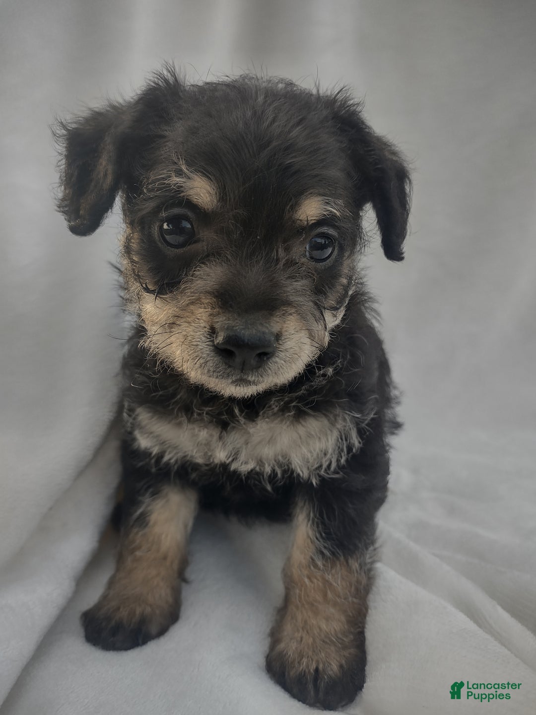 Chipoo dogs for sale: Jordin - Ad 2