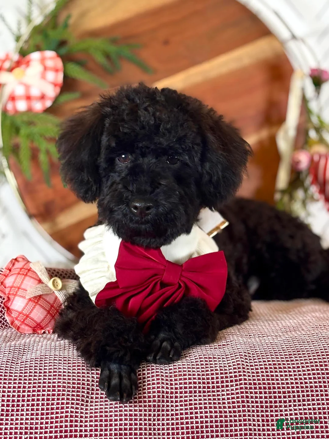 Toy Poodle dogs for sale: Smacker - Ad 4