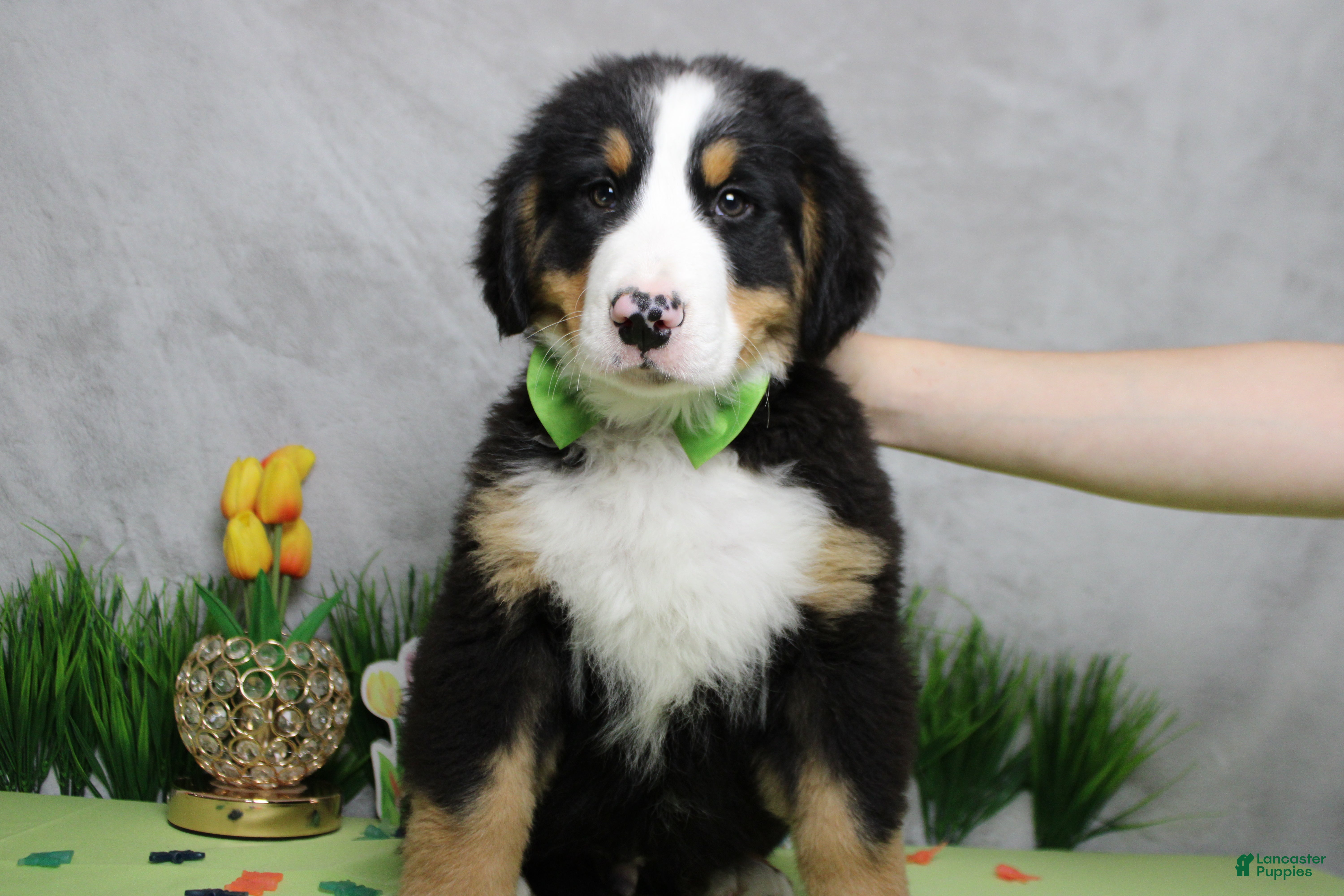 Bernese Mountain Dog dogs Moose  - Ad 2