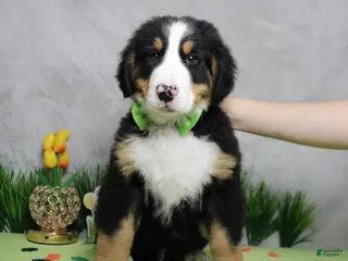 Bernese Mountain Dog dogs Moose - Ad 2