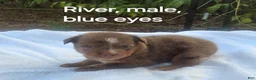 Australian Shepherd dogs for sale: River - Ad 4