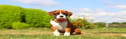 Boxer dogs for sale: Sandy - Ad 2