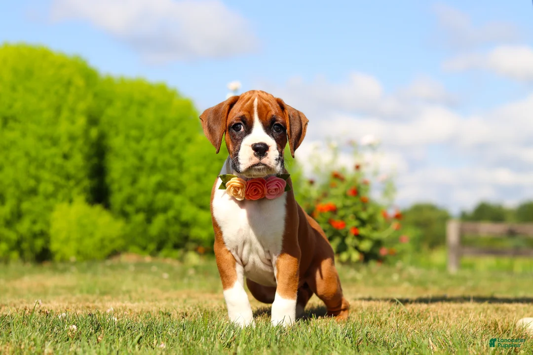 Boxer dogs for sale: Sandy - Ad 2