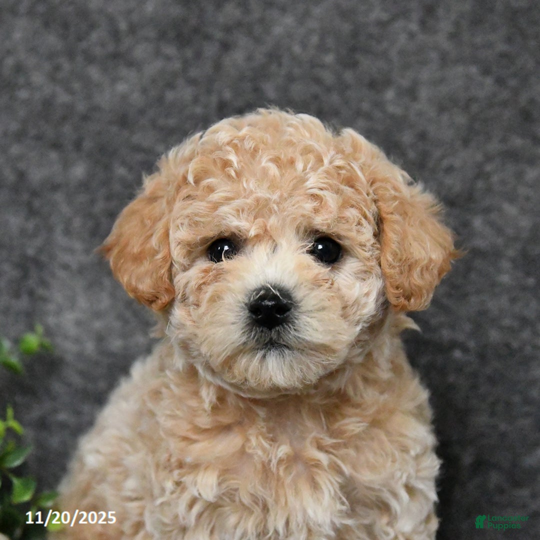 Bichpoo dogs for sale: Twinkles - Ad 3